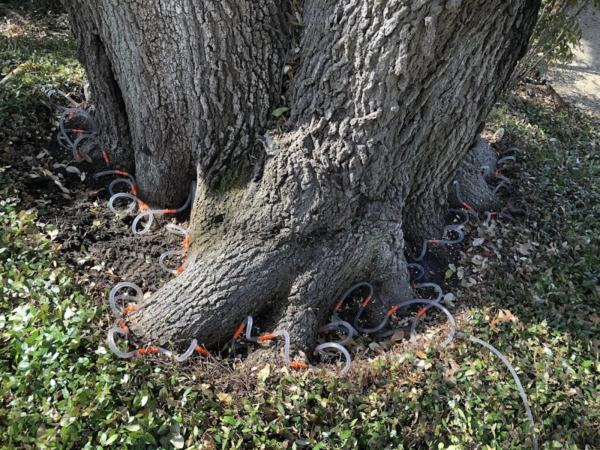 Detailed Tree Cabling and Bracing job site in Shoreham