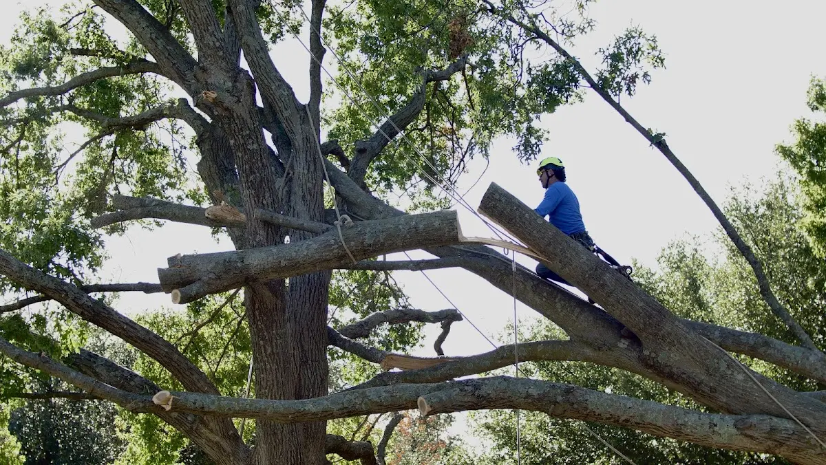 Professional Hazardous Tree Removal performed by certified arborists in Shoreham