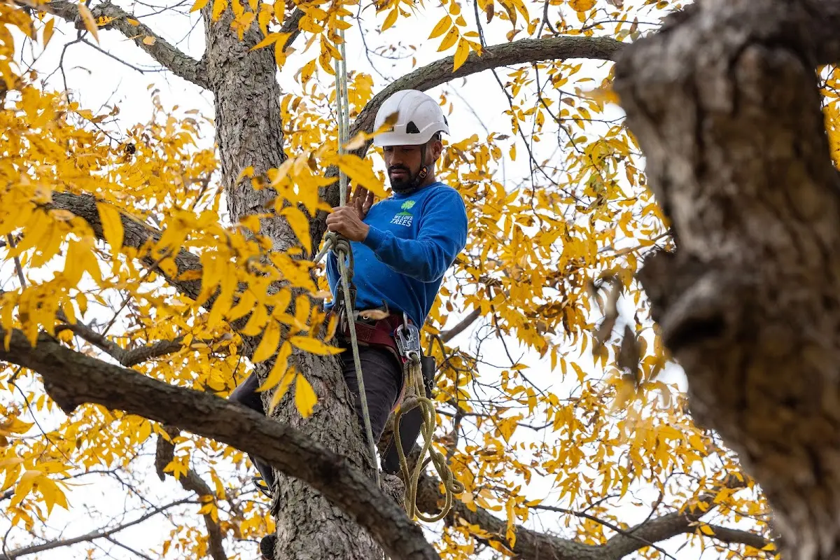 Skilled Tree Transplanting crew working in Shoreham